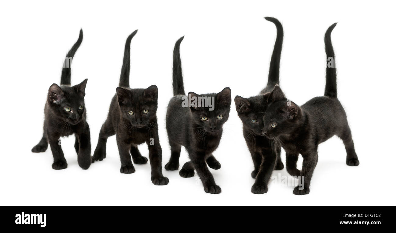 Front view of a Group of Black kitten walking in the same direction, 2 months old, against white background Stock Photo