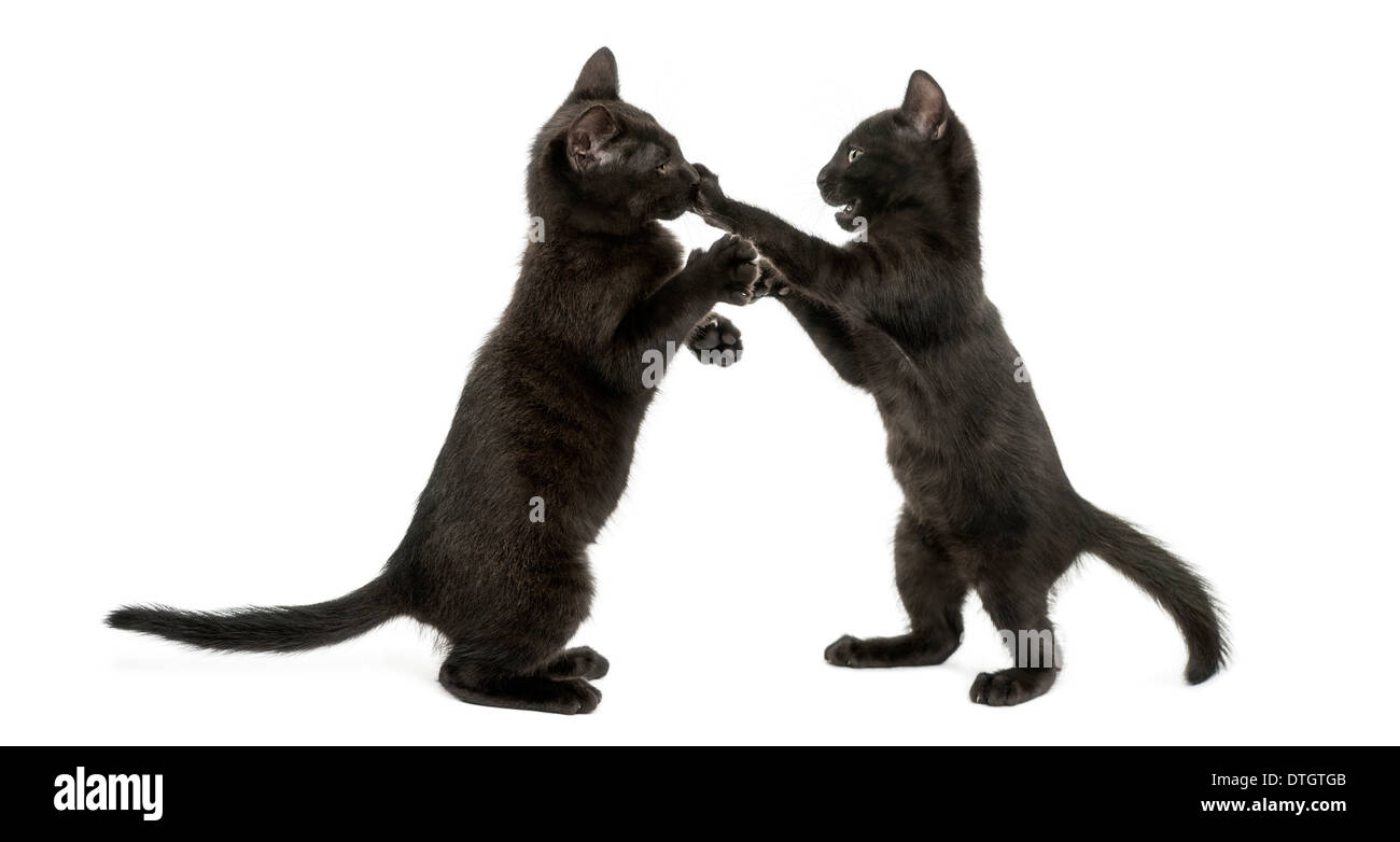 Two Black kittens playing, 2 months old, against white background Stock Photo