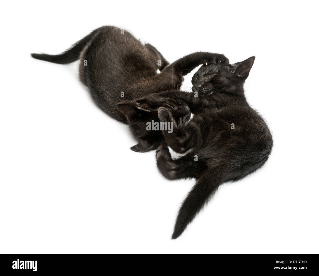 Two Black kittens playing, 2 months old, against white background Stock Photo