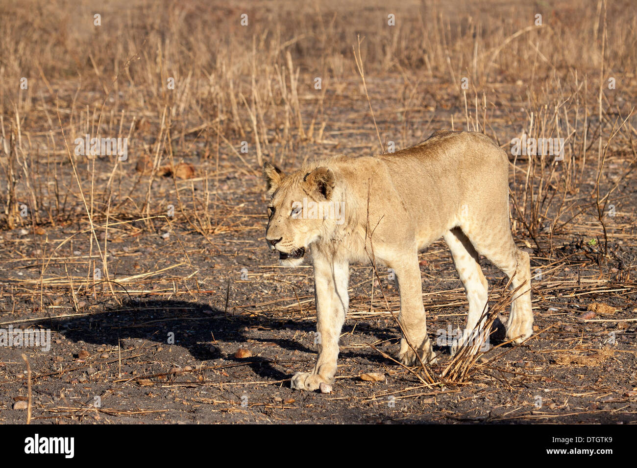 African lioness in Ruaha National Park, Tanzania Stock Photo