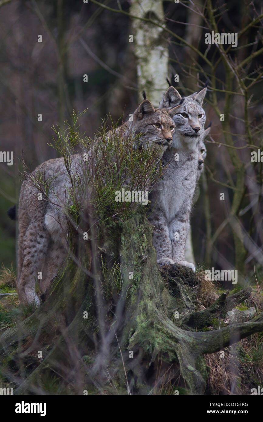 Lynx habitat hi-res stock photography and images - Alamy