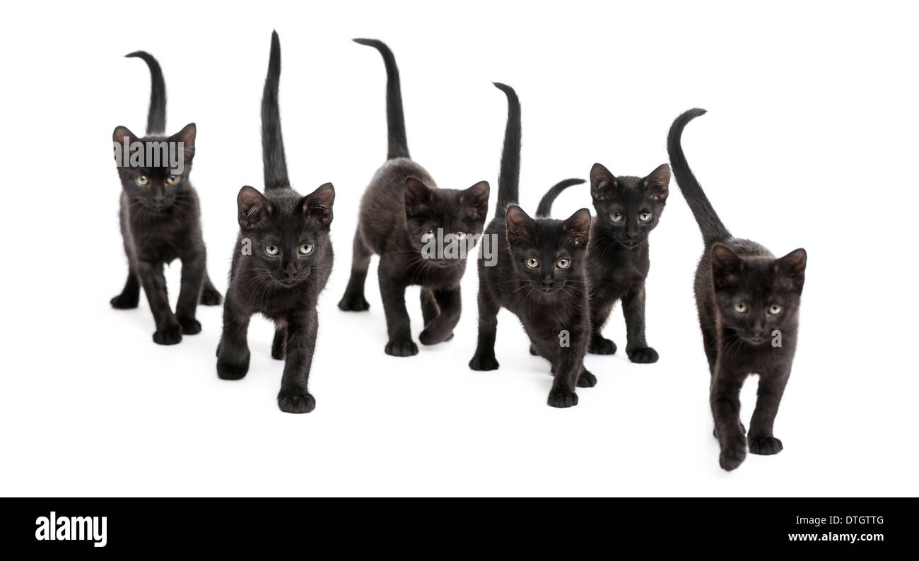Front view of a Group of Black kitten walking in the same direction, 2 months old, against white background Stock Photo