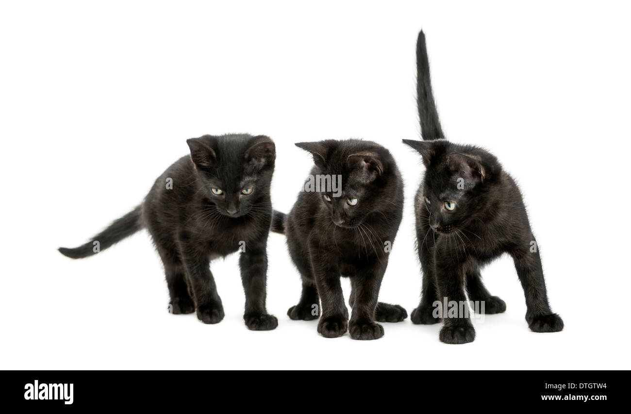 Three Black kittens standing, looking down, 2 months old, against white background Stock Photo