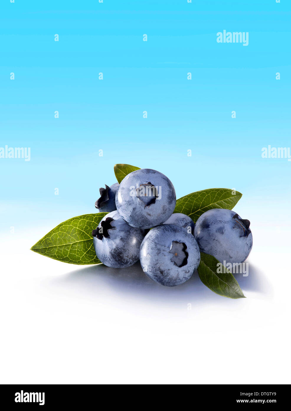 Bilberries or Blueberries (Vaccinium myrtillus) with leaves Stock Photo