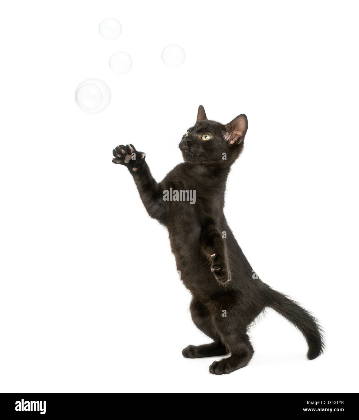 Black kitten standing on hind legs, reaching at soap bubbles, 2 months old, against white background Stock Photo