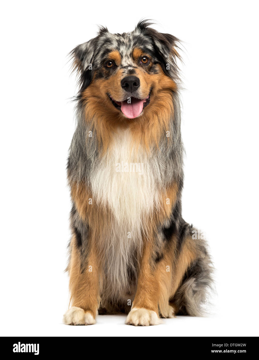Australian shepherd blue merle white online