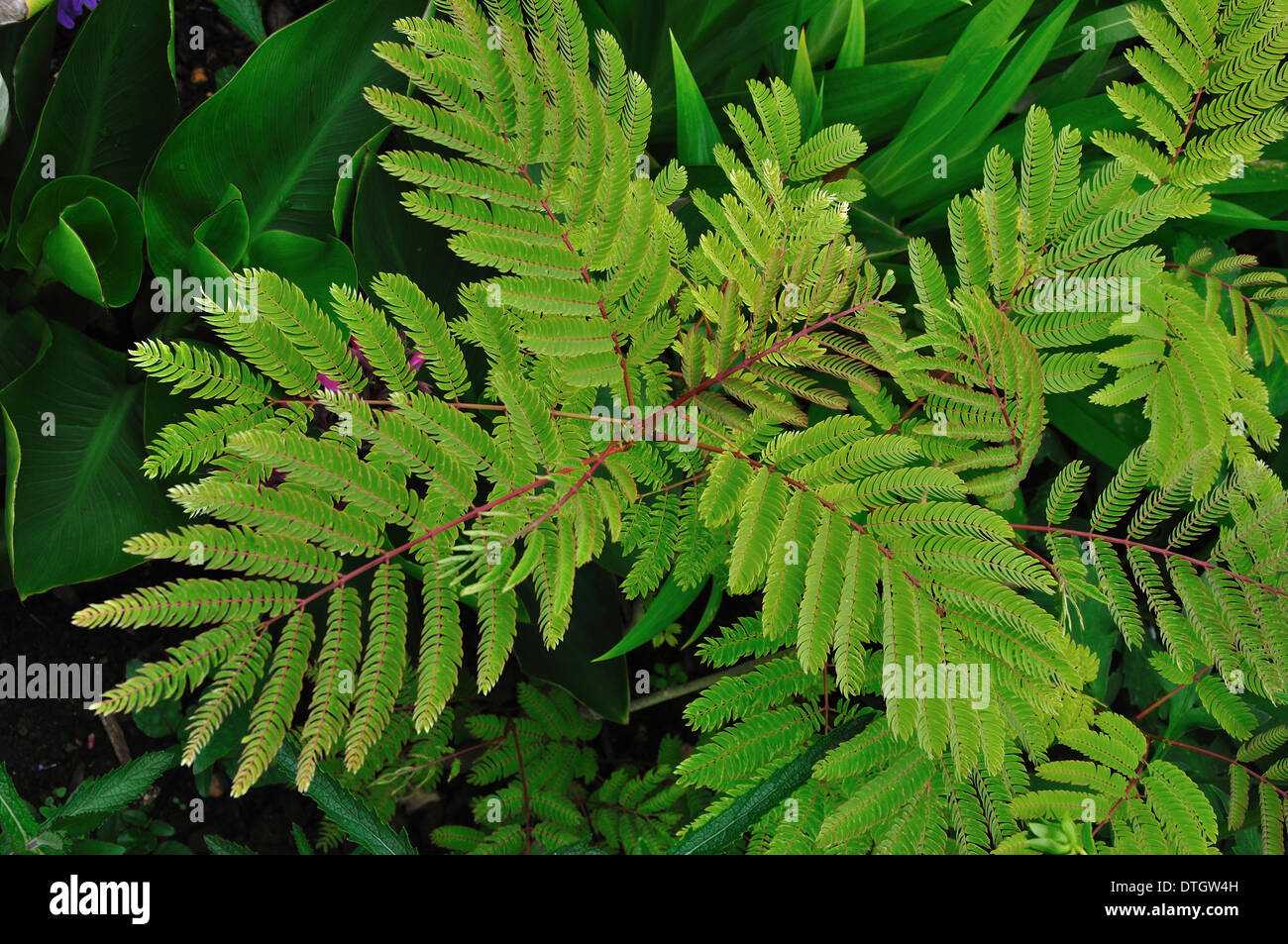 Green foliage of albizia shrub Stock Photo