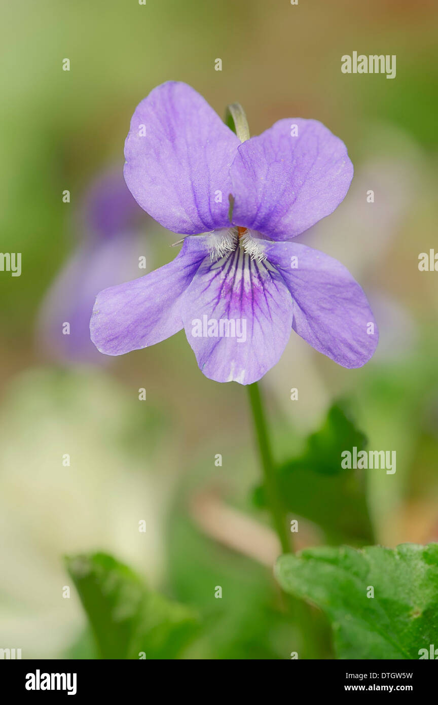 Early Dogviolet (Viola reichenbachiana, Viola silvestris), blossoms, North RhineWestphalia