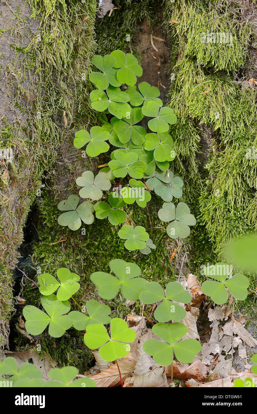 Wood Sorrel (Oxalis acetosella), leaves, North Rhine-Westphalia, Germany Stock Photo