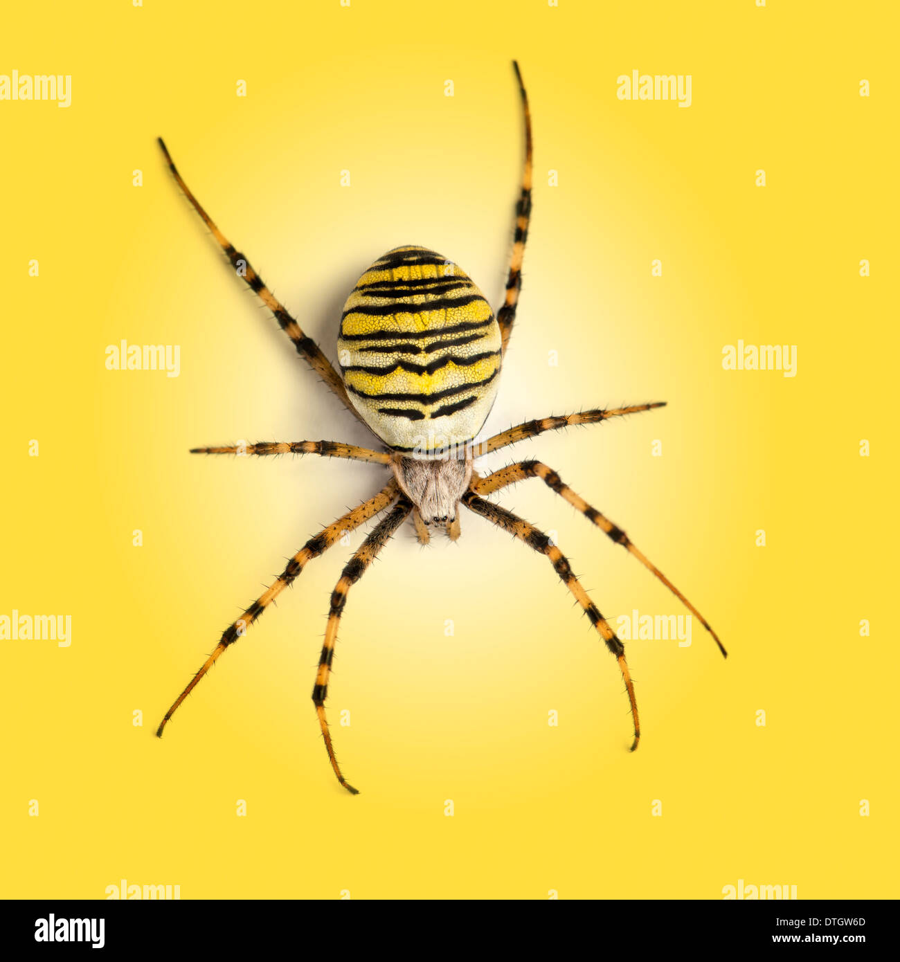 Overhead view of a Wasp spider, Argiope bruennichi, on a yellow background Stock Photo