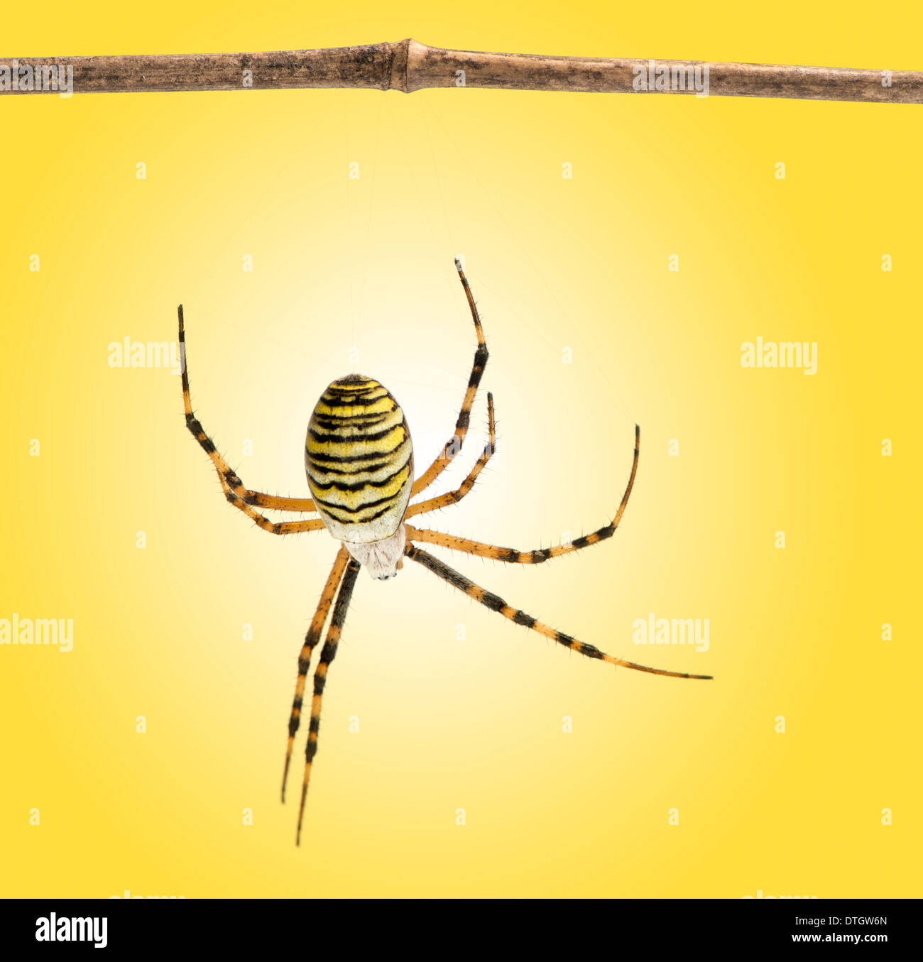 Back view of a wasp spider hanging from branch, Argiope bruennichi, on a yellow background Stock Photo
