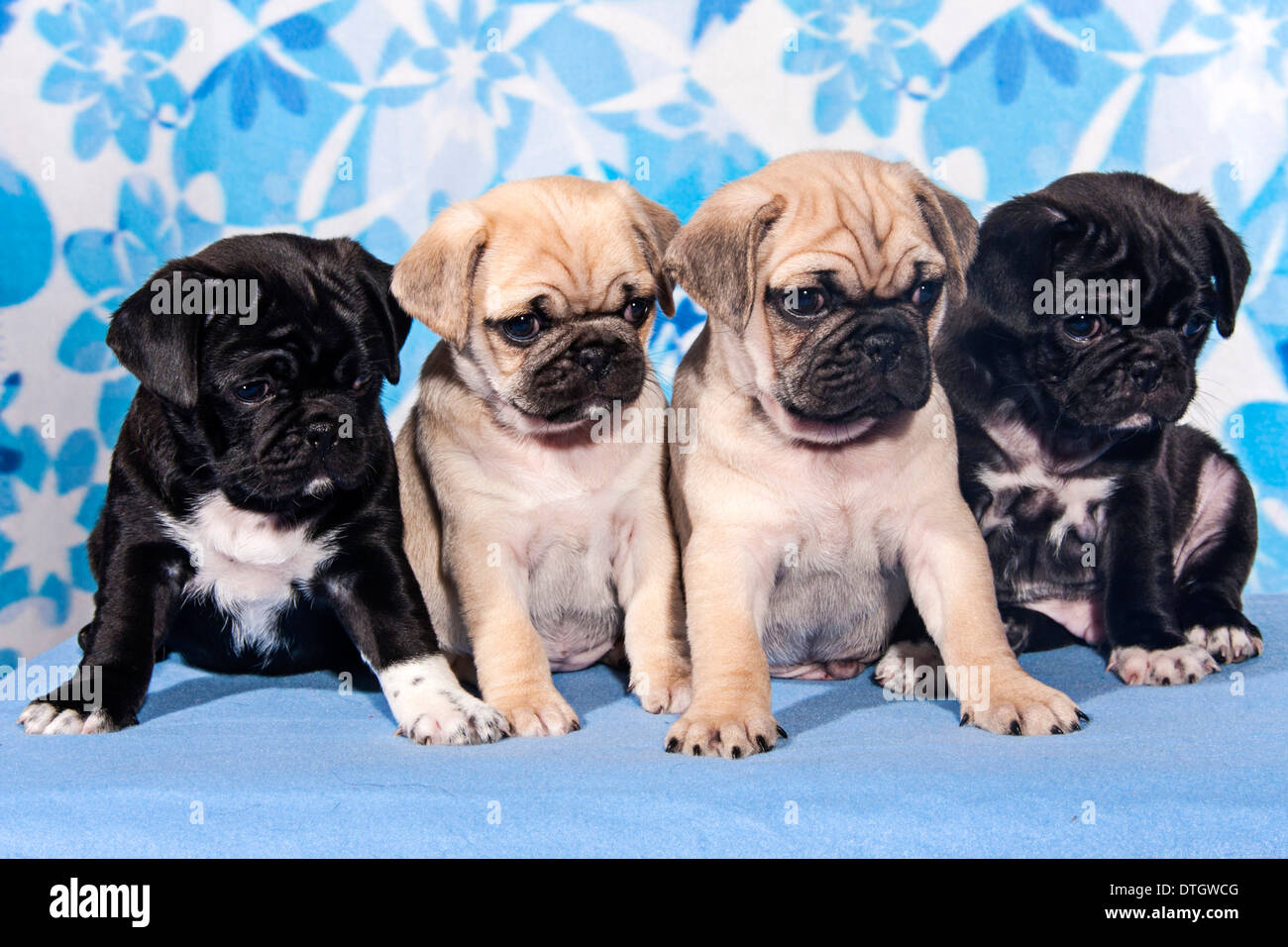 Four Pugs, puppies Stock Photo