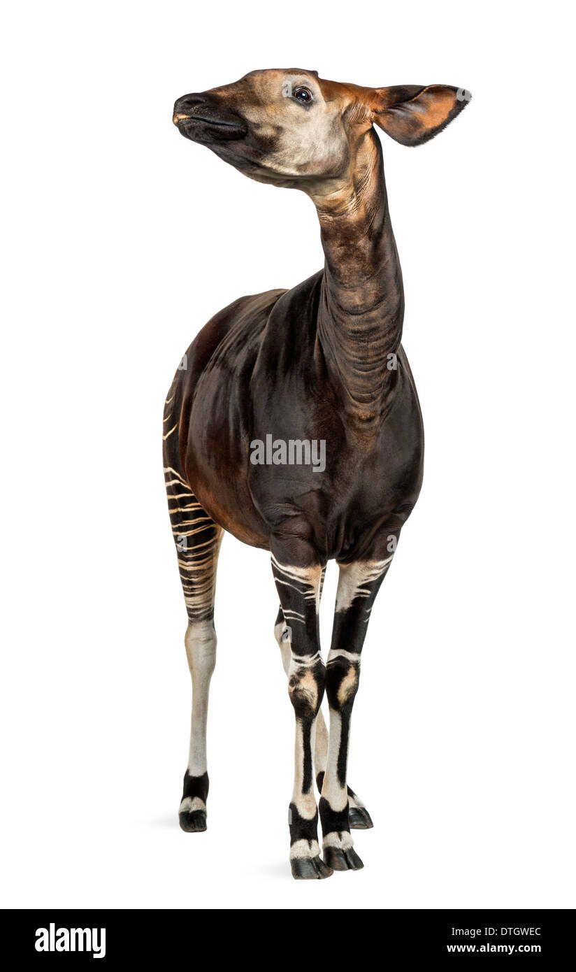 Okapi standing, looking up, Okapia johnstoni, against white background ...
