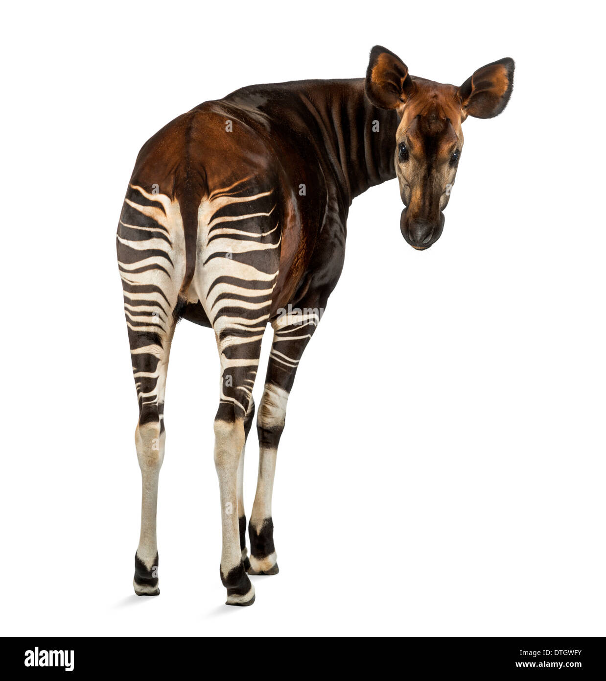 Portrait okapi animal mammal Cut Out Stock Images & Pictures - Alamy