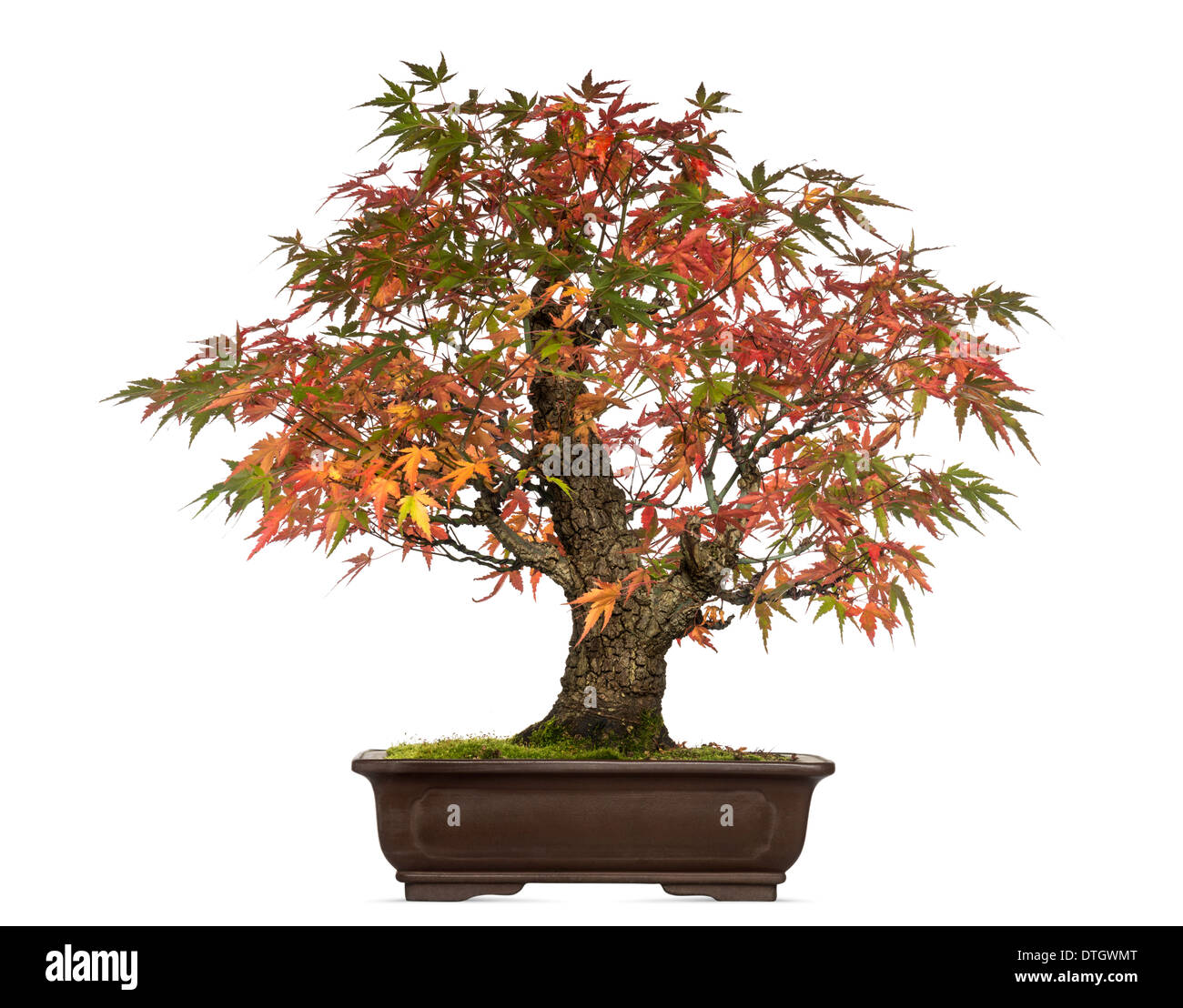 Downy Japanese Maple, Acer japonicum, bonsai tree, against white background Stock Photo