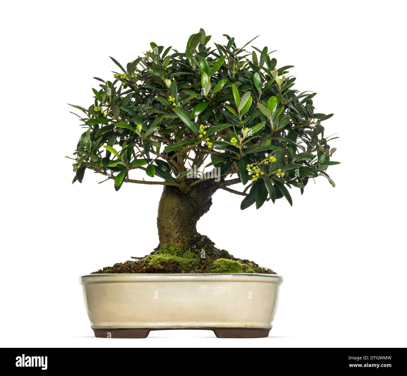 Olive bonsai tree, Olea europaea, against white background Stock Photo