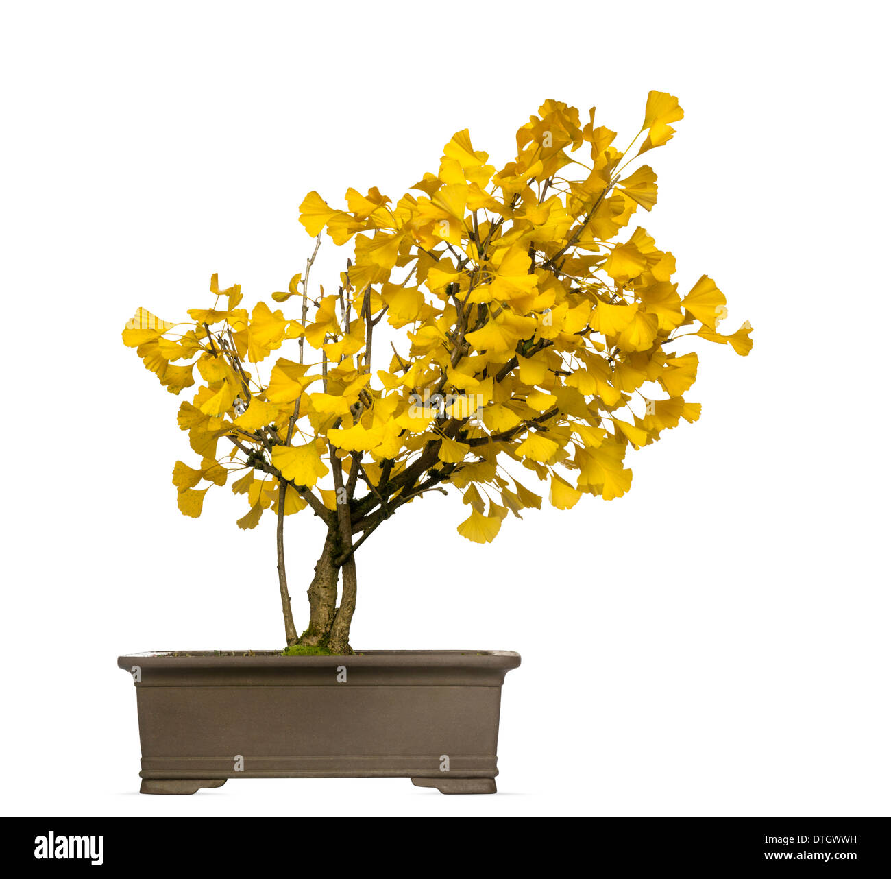 Ginkgo bonsai tree, Ginkgo biloba, against white background Stock Photo