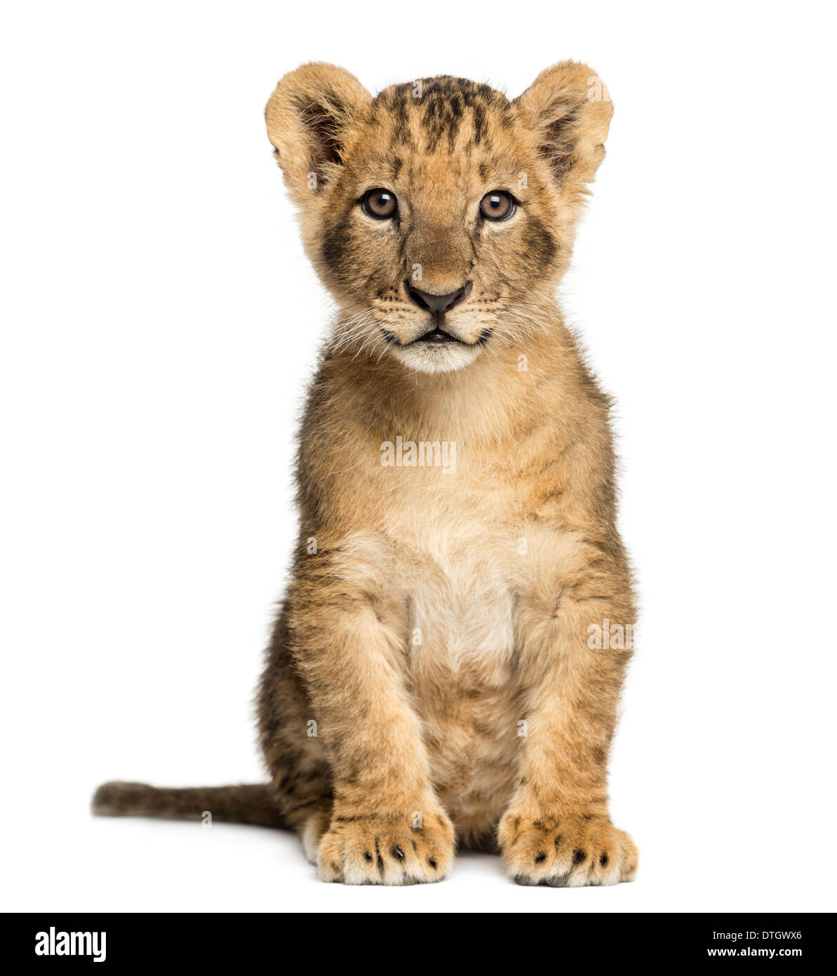 Lion cub Cut Out Stock Images & Pictures - Alamy
