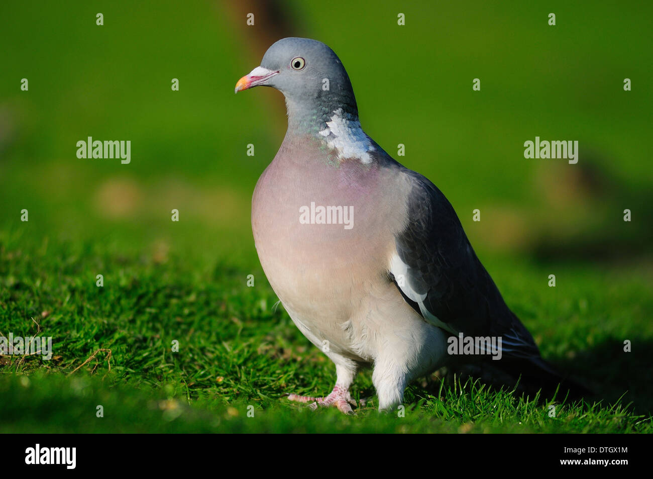 One woodpigeon pigeon on the ground in a field UK Stock Photo