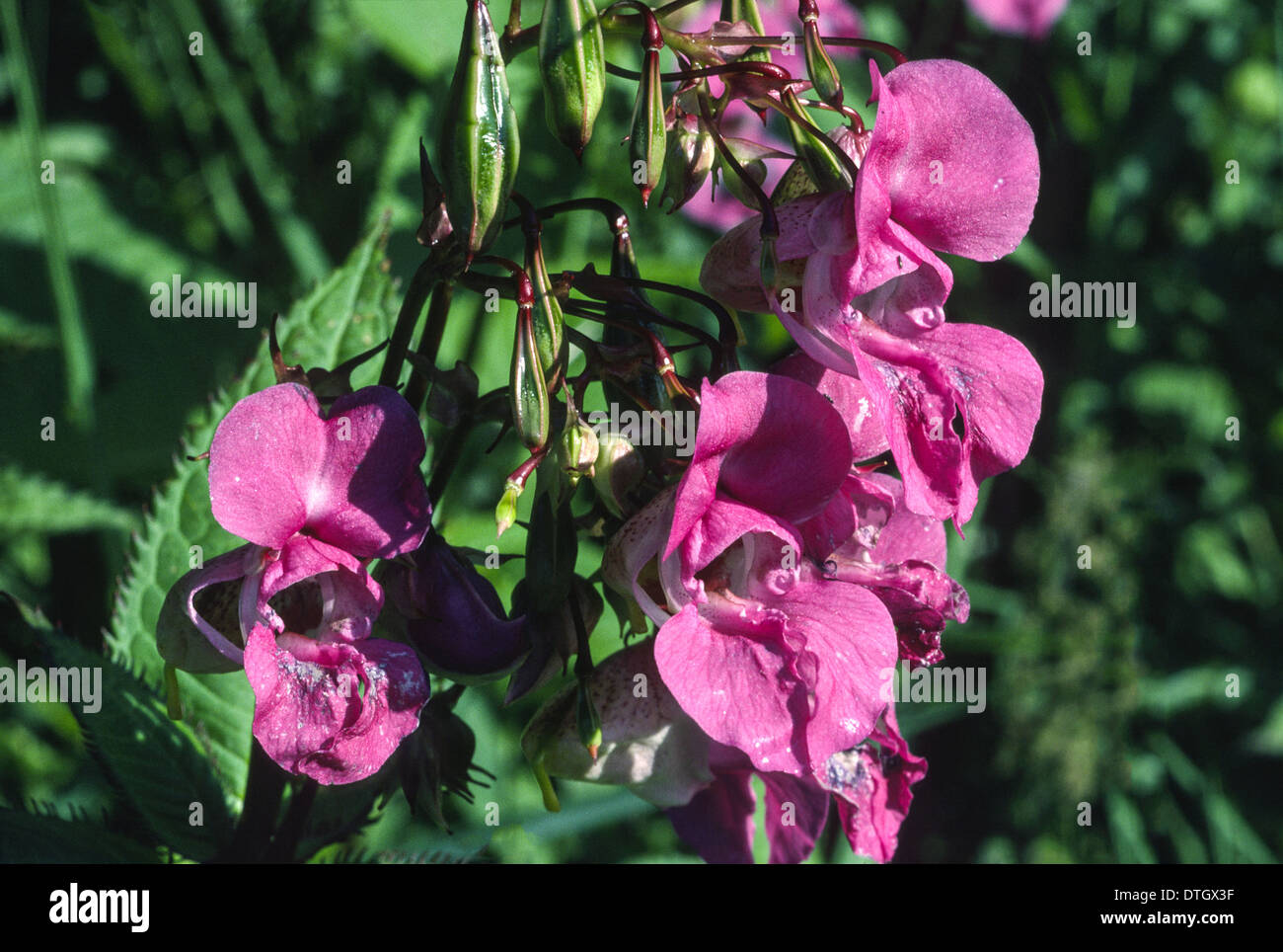 DEEP PINK FLOWERS AND GREEN SEED PODS OF THE HIMALAYAN BALSAM PLANT [ Impatiens glandulifera ] Stock Photo