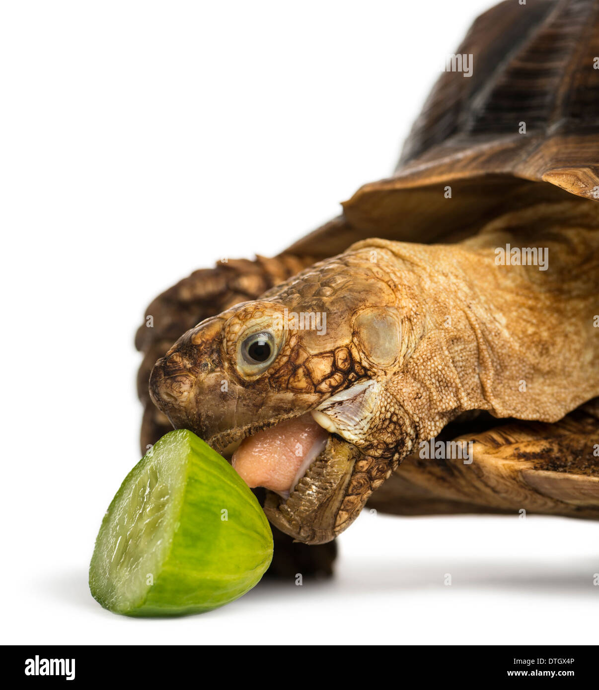 Closeup of an African Spurred Tortoise eating slice of cucumber