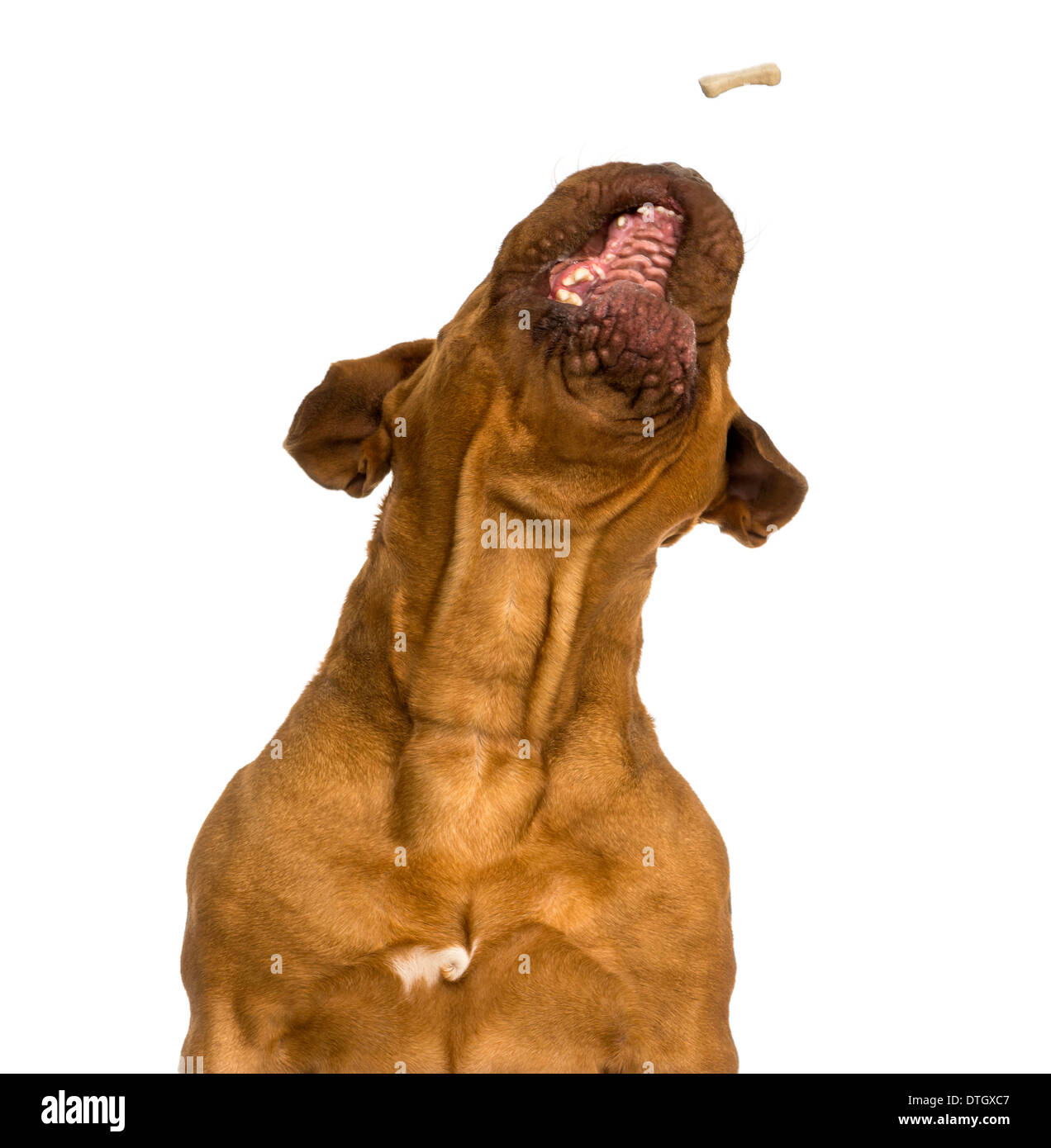 Close-up of a Dogue de Bordeaux catching food, mouth opened, against white background Stock Photo