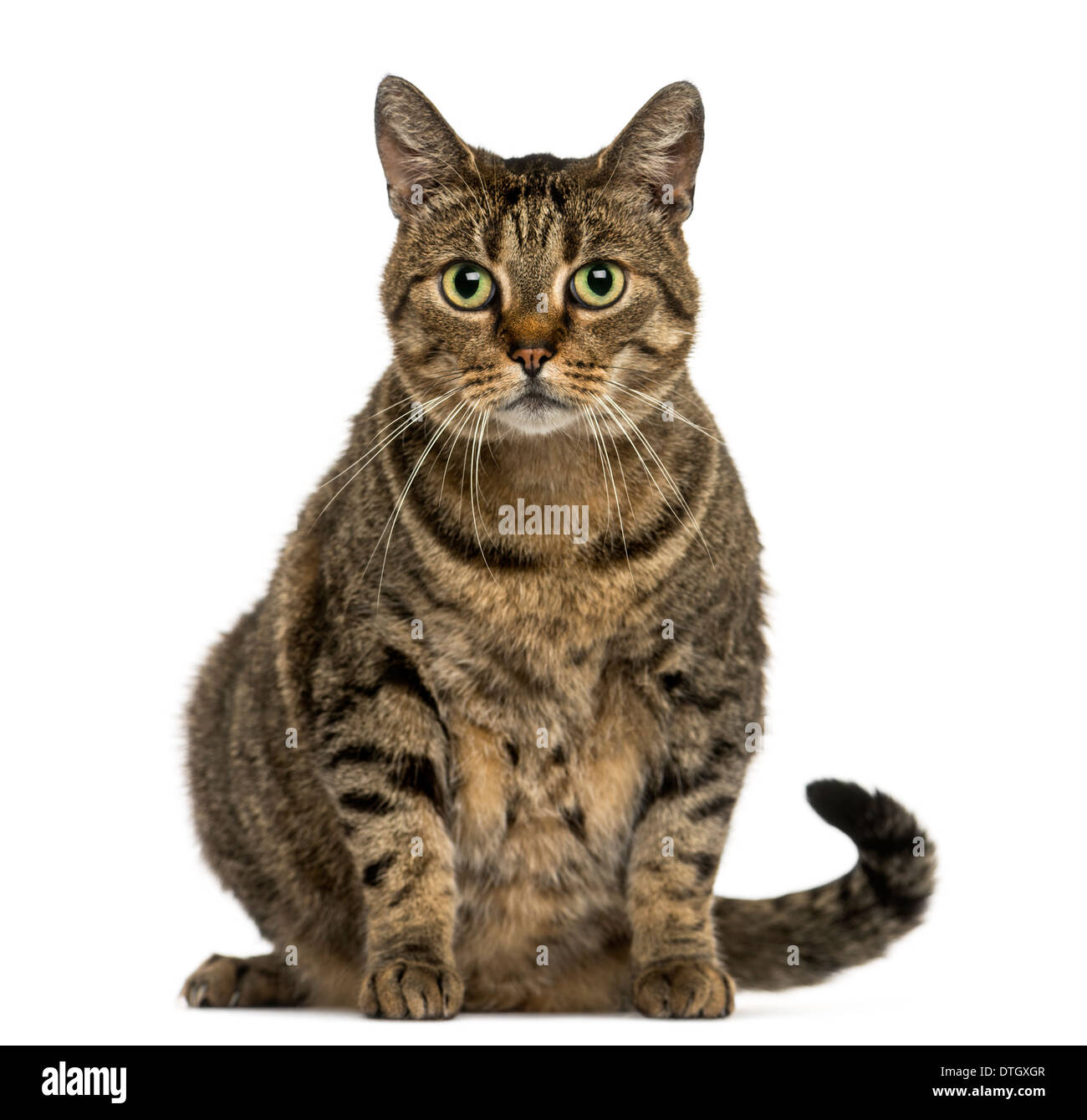 European shorthair cat sitting, looking at the camera, against white background Stock Photo