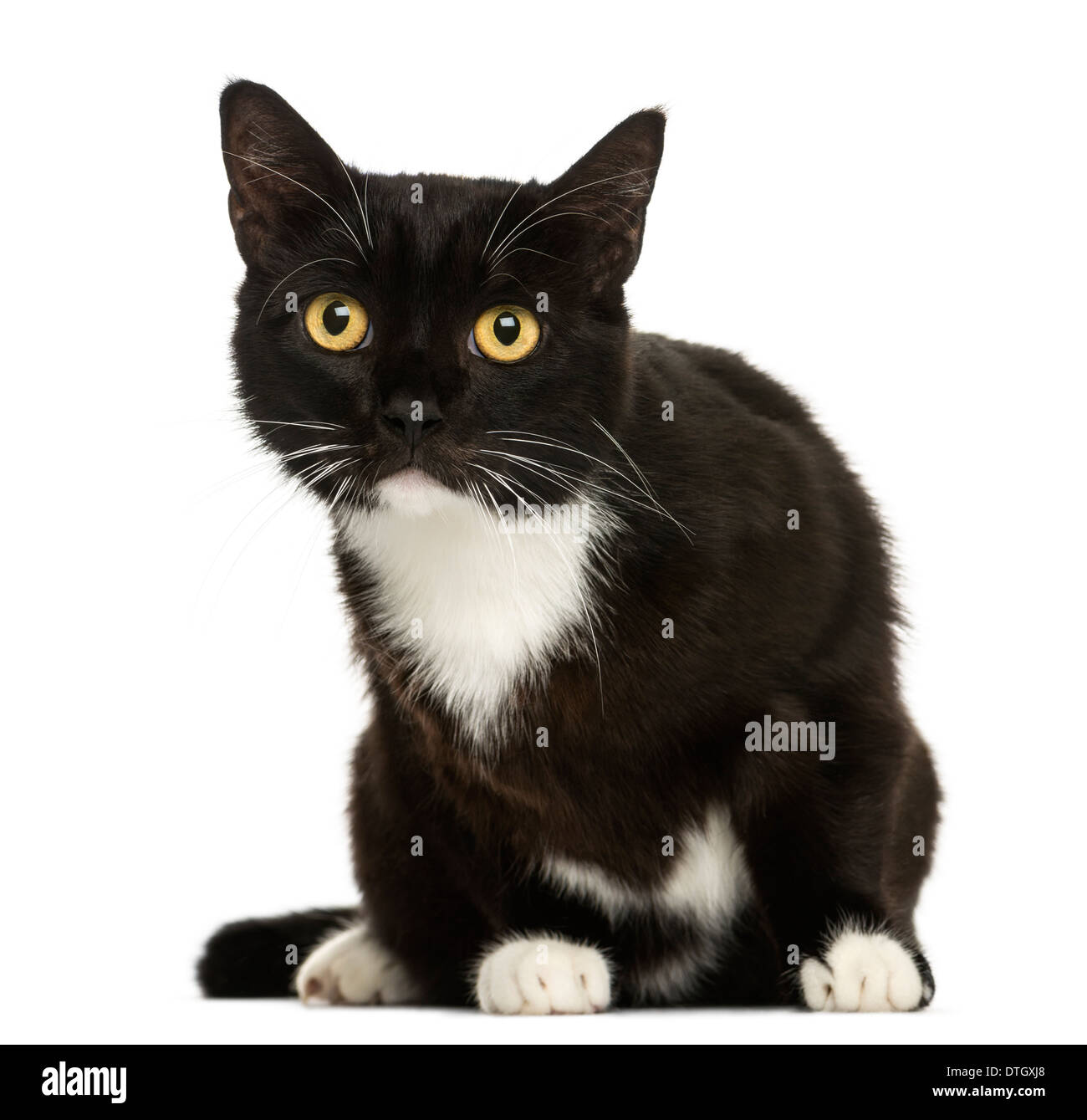 European shorthair cat sitting, looking at the camera, against white background Stock Photo