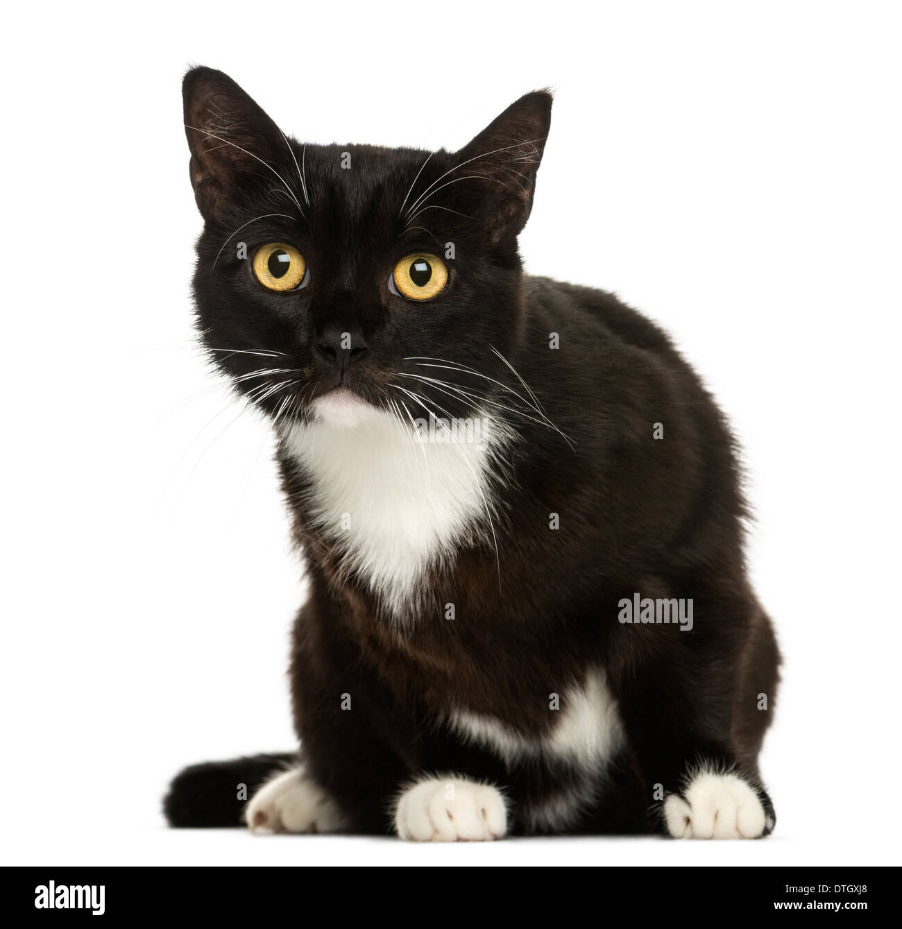 European Shorthair Cat Sitting Looking At The Camera Against