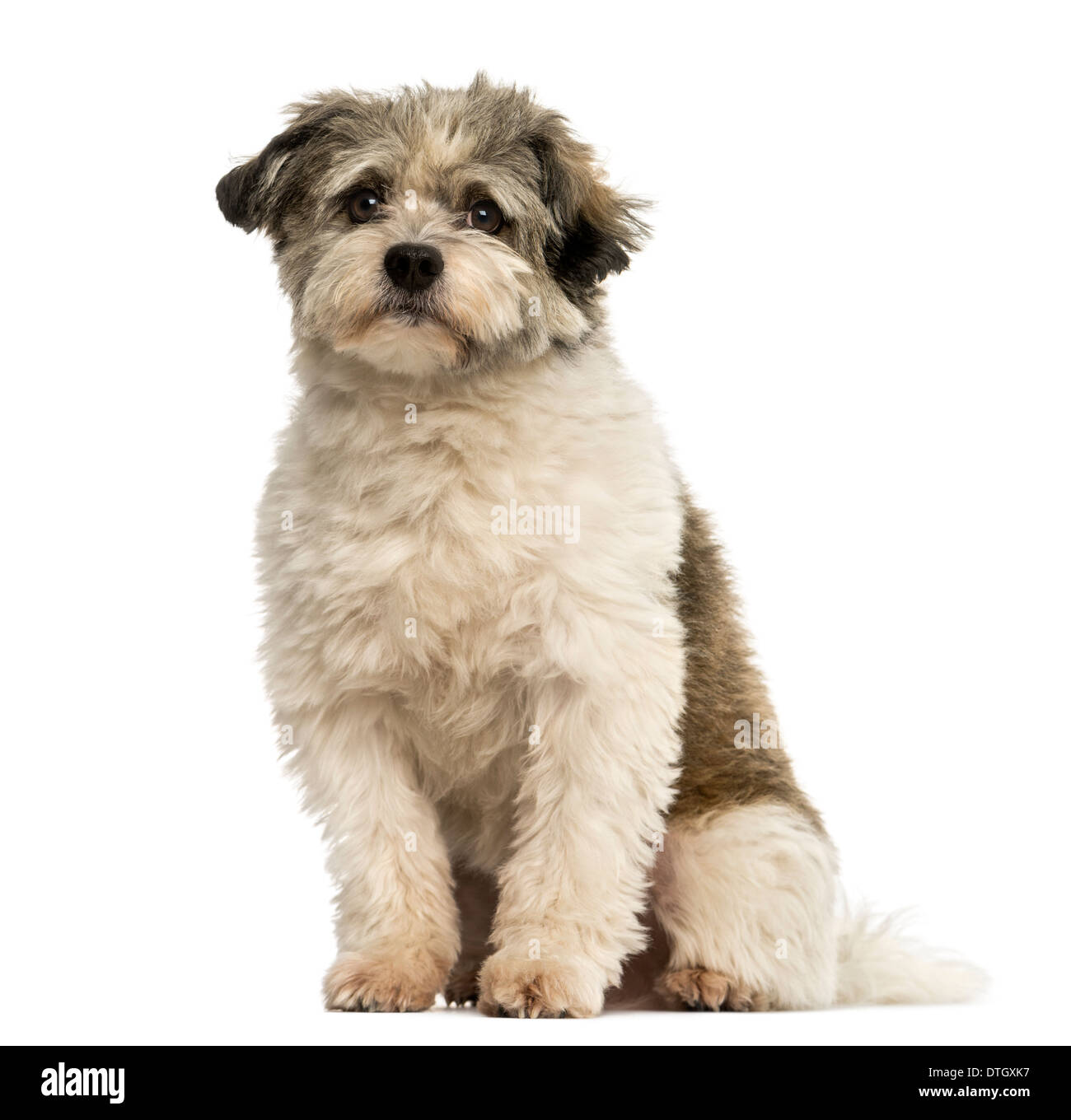 Crossbreed dog sitting, looking at the camera against white background ...