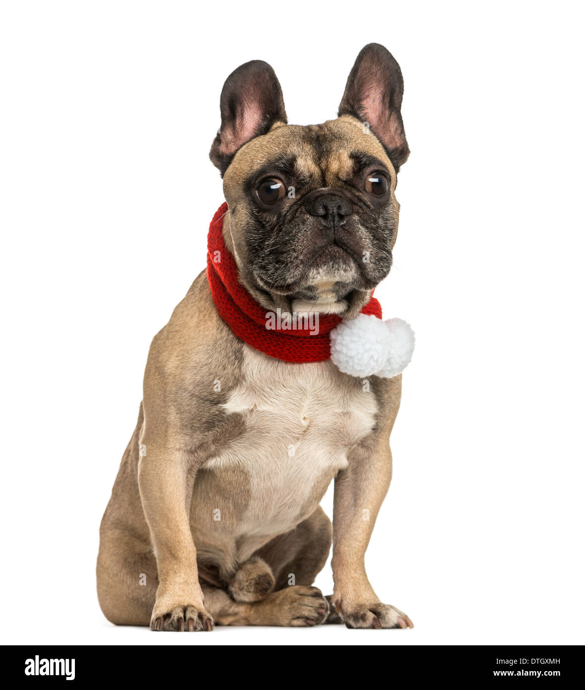French bulldog wearing a Christmas scarf, sitting against white background Stock Photo