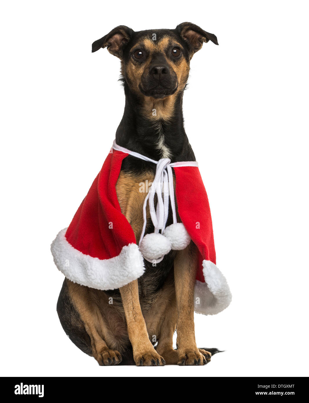 Crossbreed dog wearing a Christmas cape, sitting against white background Stock Photo