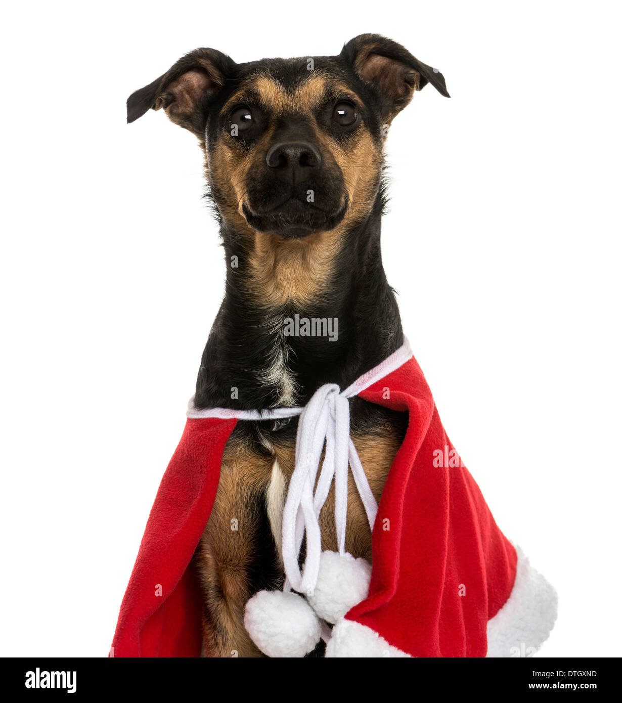 Close-up of a Crossbreed dog wearing a Christmas cape against white background Stock Photo