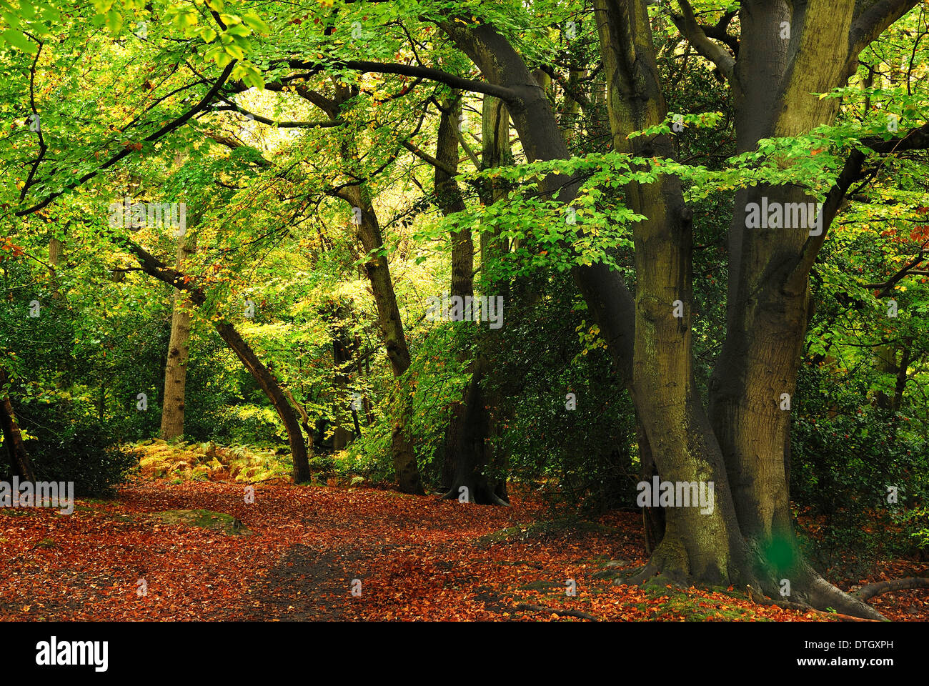 A view of Burnham Beeches UK Stock Photo Alamy