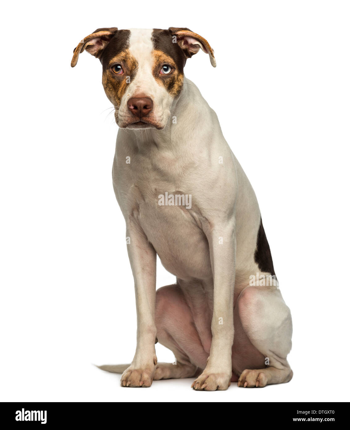 Crossbreed dog sitting, looking at the camera against white background ...