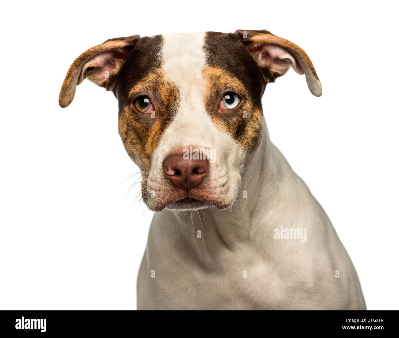 What Does Wall Eyed On A Dog Mean