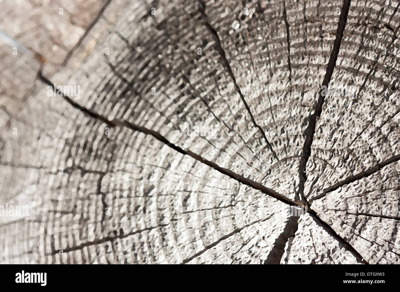 Thick tree trunk hi-res stock photography and images - Alamy