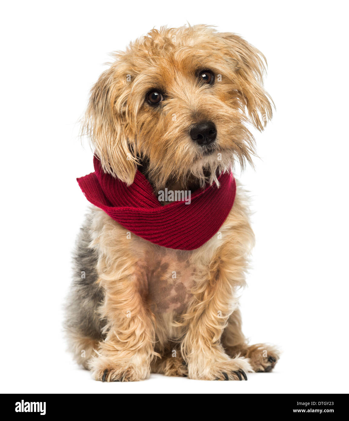 Front view of a Lucas terrier sitting, wearing a scarf against white background Stock Photo