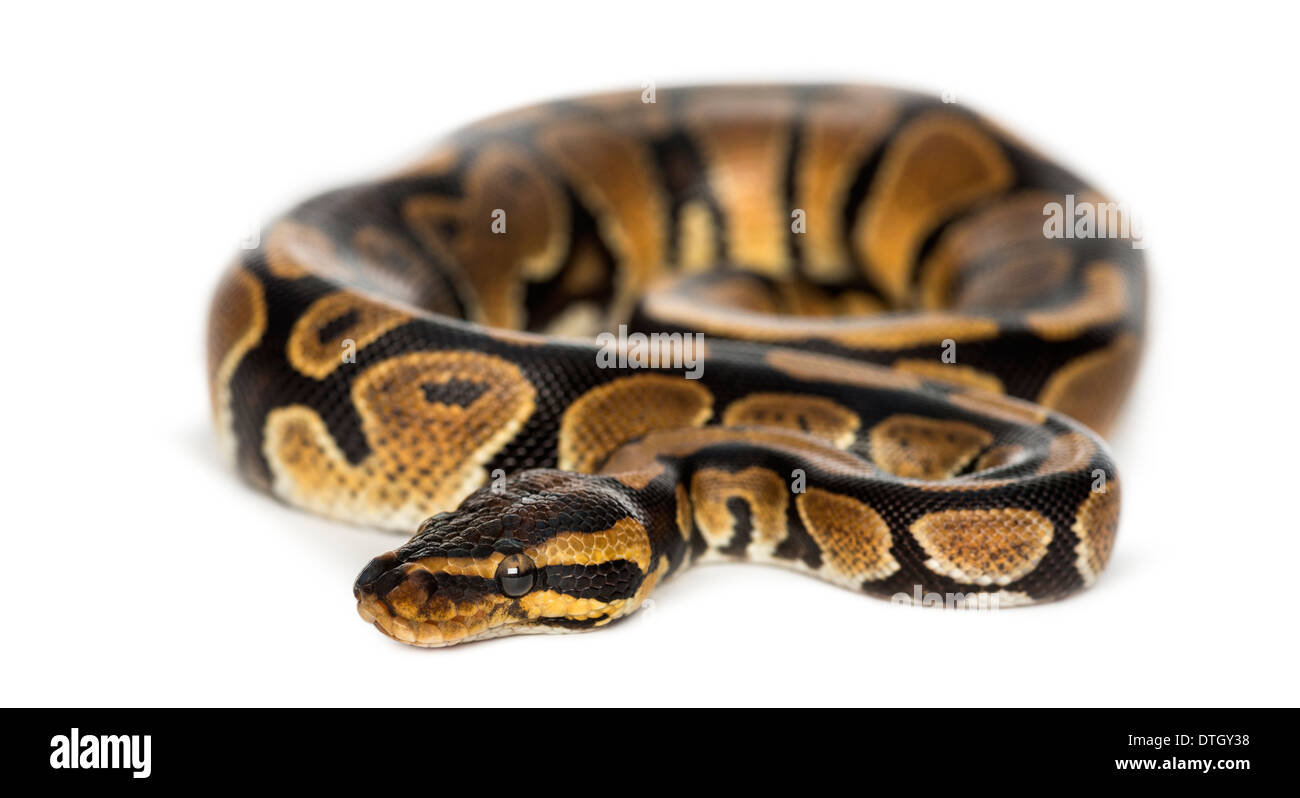 Royal python, Python regius, in front of white background Stock Photo