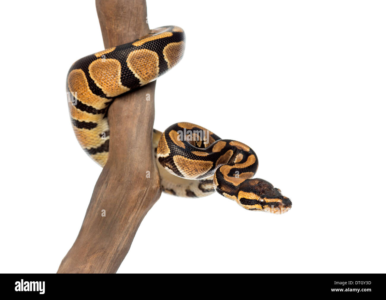 Royal python on a branch, Python regius, on a branch in front of white background Stock Photo