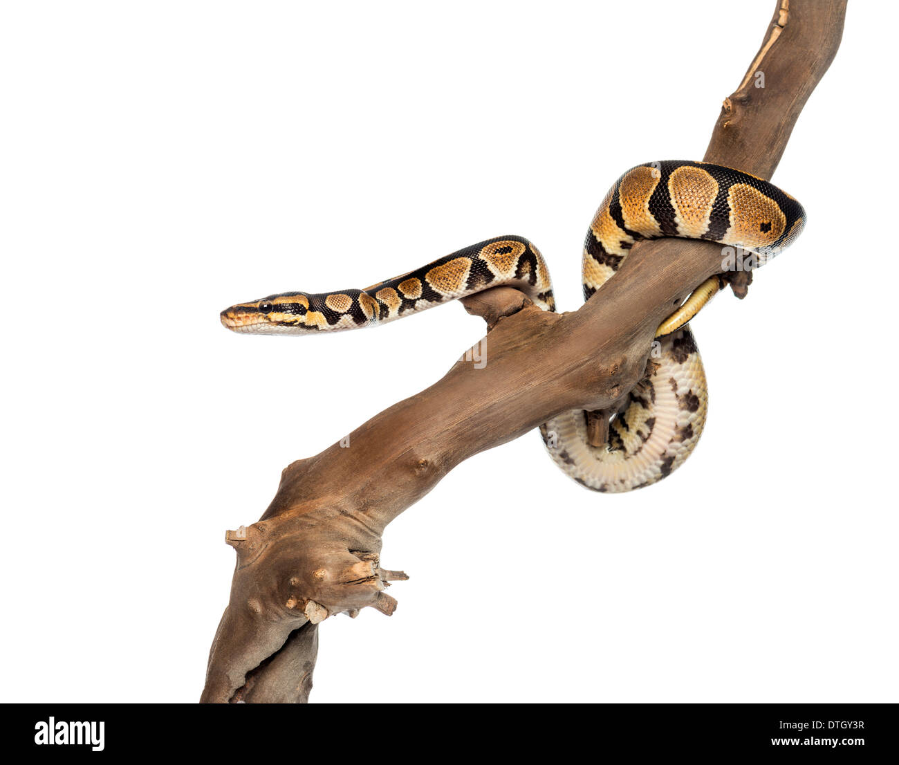 Side view of a Python regius on a branch in front of white background ...
