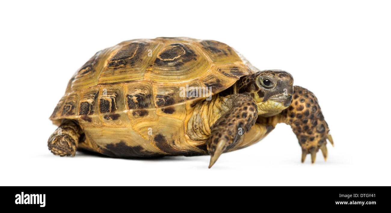Horsfield's tortoise, Agrionemys horsfieldii, against white background Stock Photo