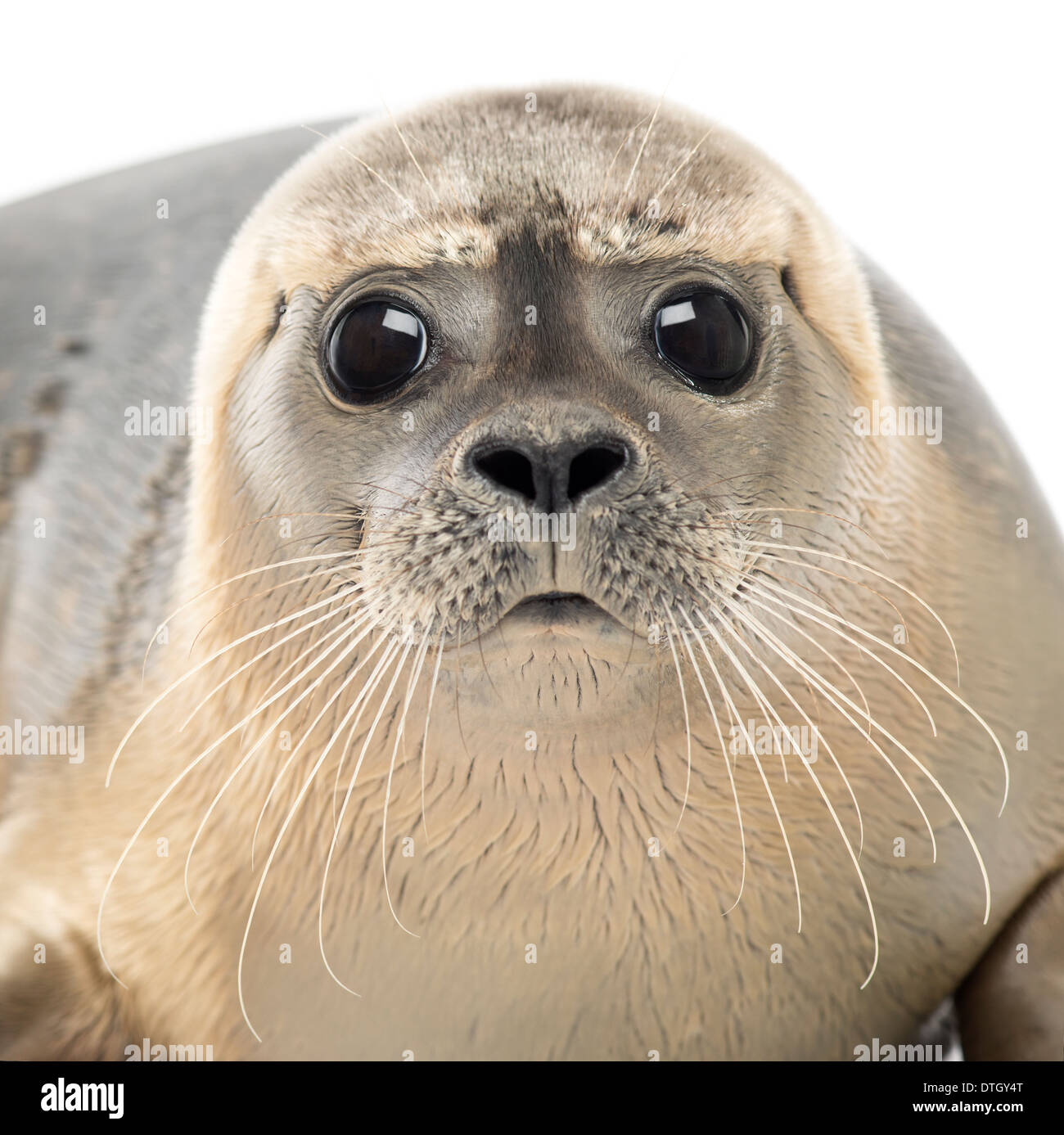 Close-up of a Common seal looking at the camera, Phoca vitulina, 8 months old,  against white background Stock Photo