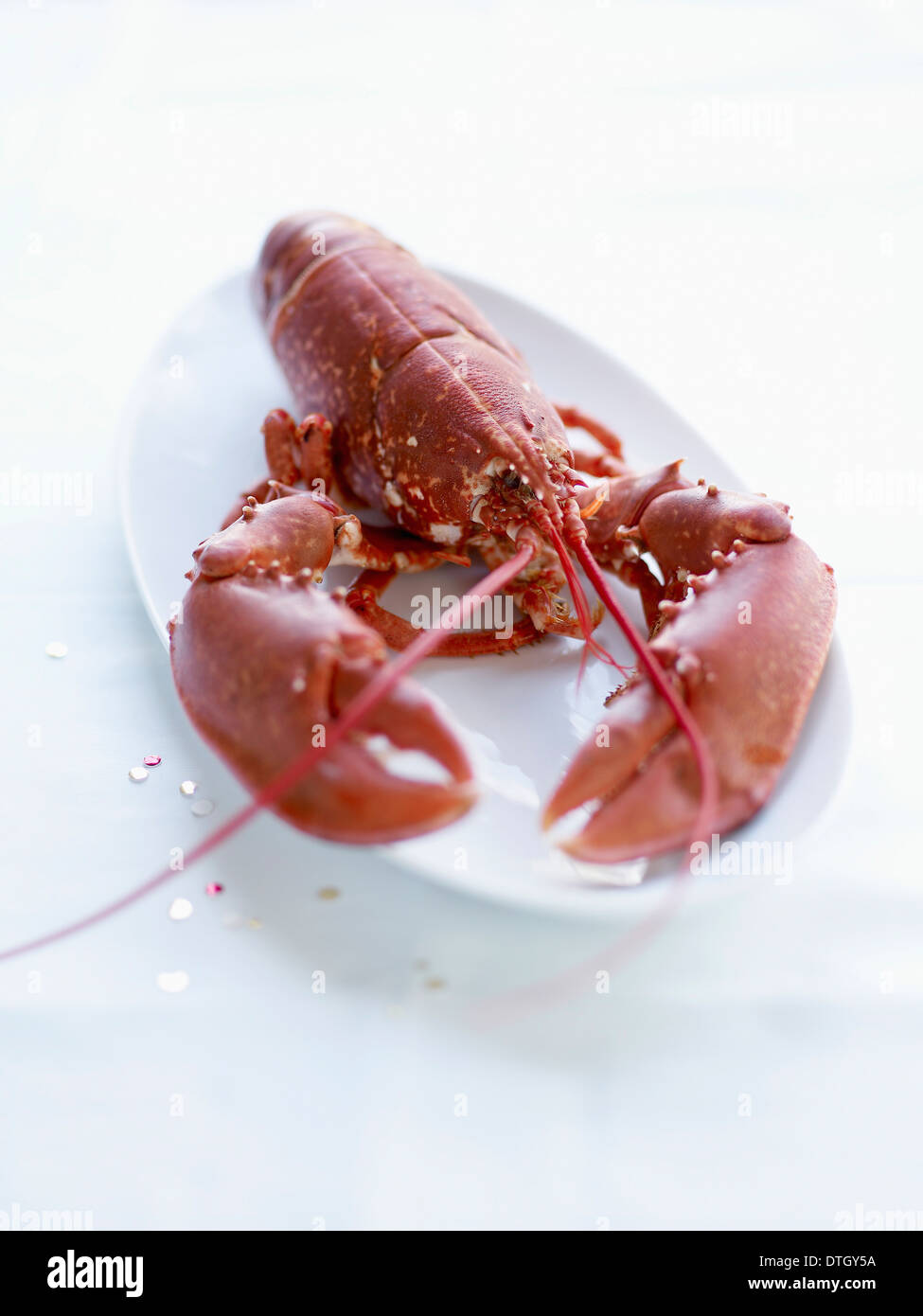 Whole cooked lobster Stock Photo