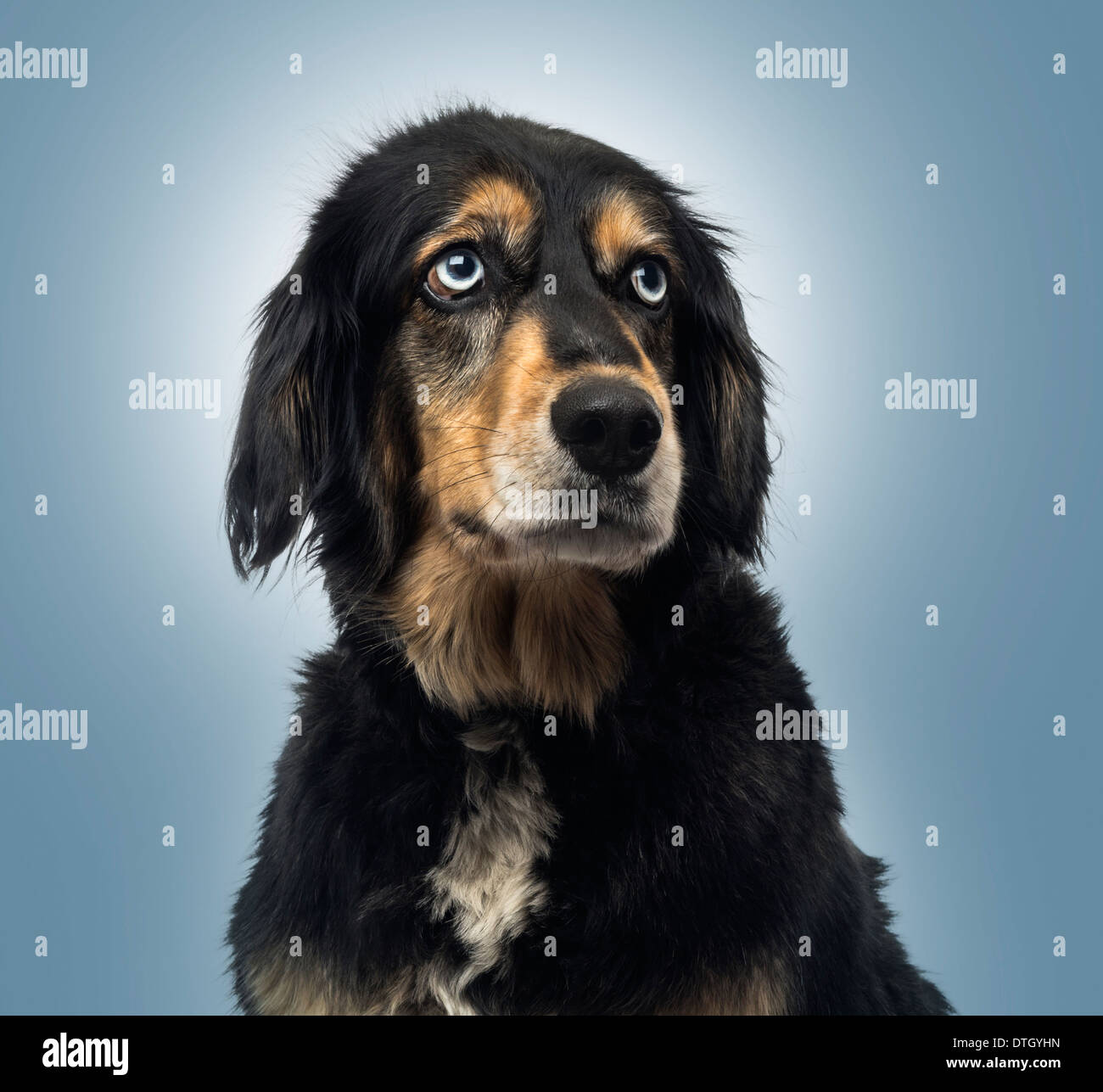 Crossbreed dog looking up on a blue gradient background Stock Photo