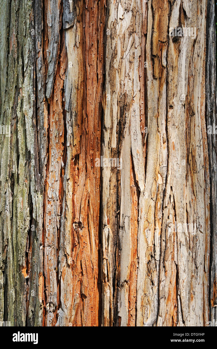 Bark, Gowen Cypress (Cupressus goveniana Gordon) Stock Photo