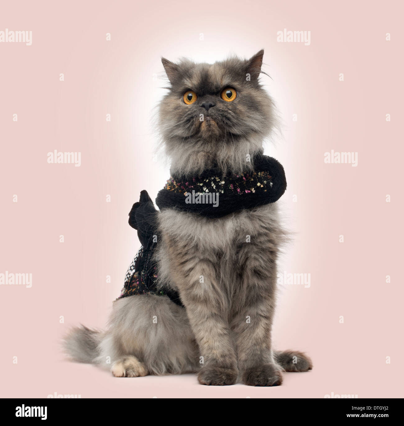 Grumpy Persian cat wearing a shiny harness, sitting,  against beige background Stock Photo