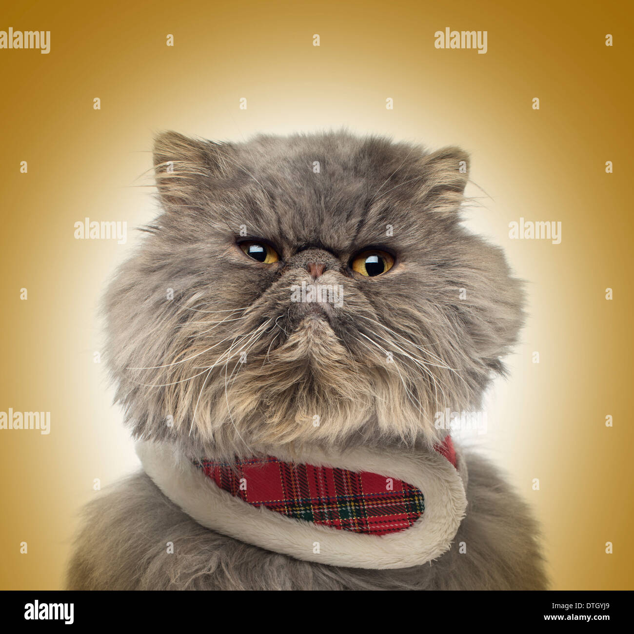 Front view of a grumpy Persian cat wearing a tartan harness, on a golden background Stock Photo