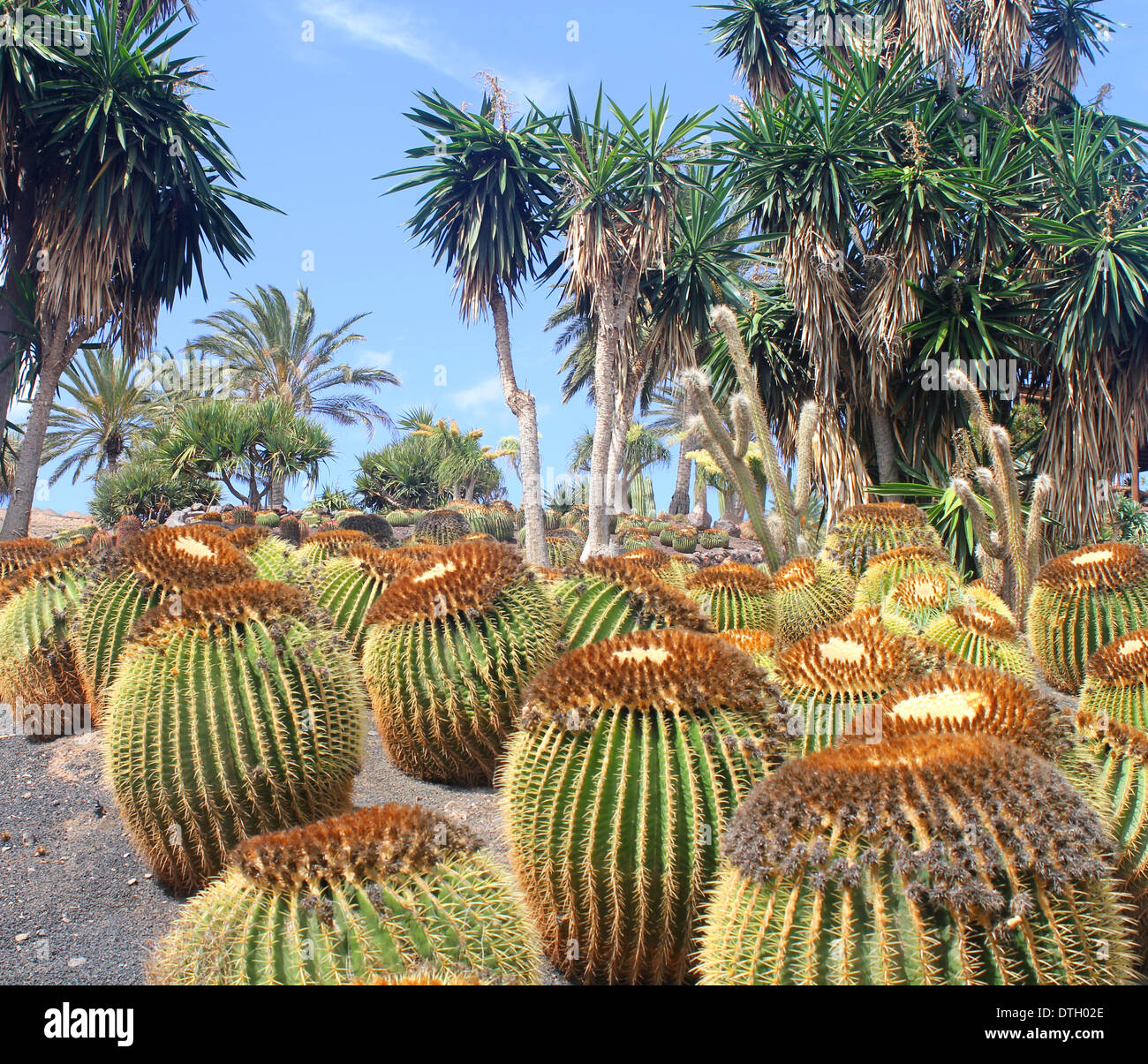 cactus trichocereus #EC197 EXACT Giant Trichocereus Grandiflorus Hybrid Flying Saucer Potted Cactus main image 0