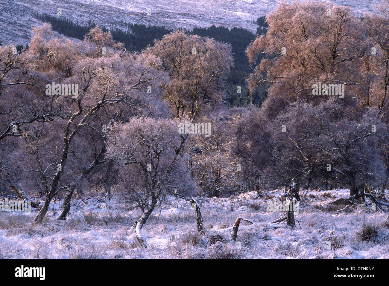 FROSTED BIRCH TREES IN WINTER [ Betula pendula (silver birch) ] Stock Photo